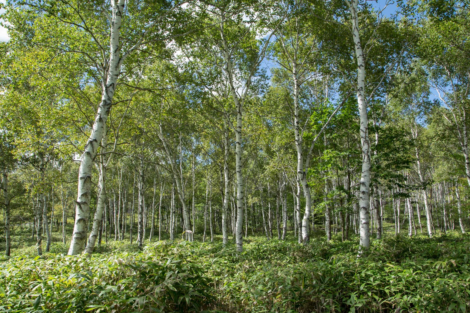 白樺林 | AroundTokyo